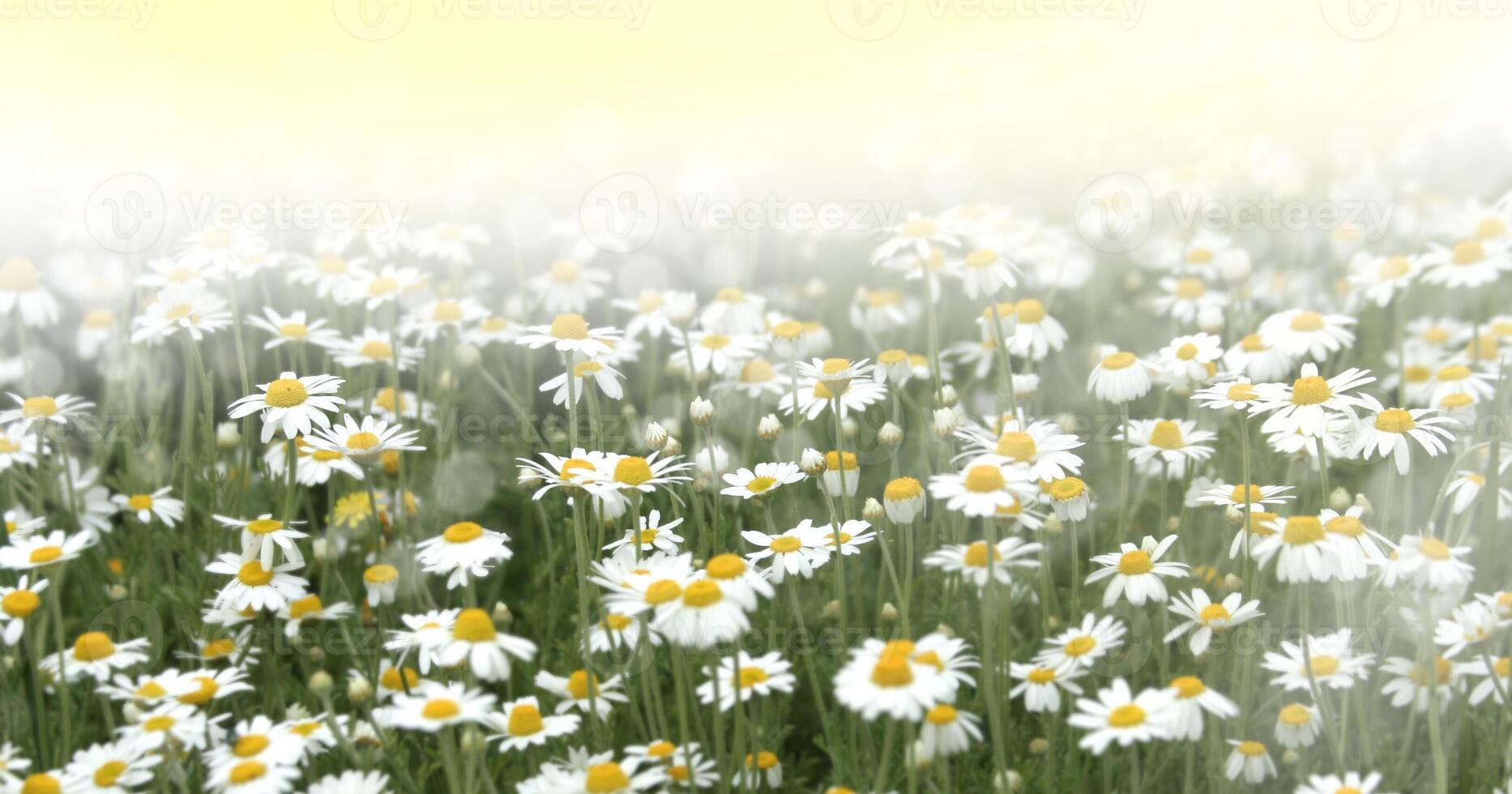 wild kamille bloemen Aan een veld- foto