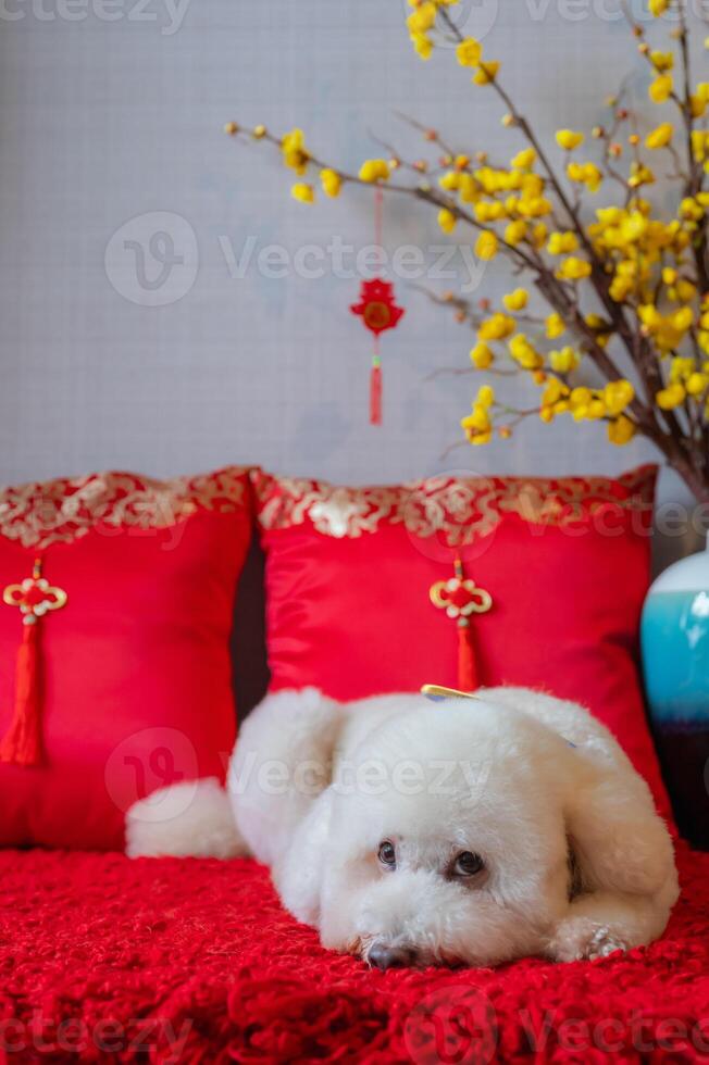 aanbiddelijk wit poedel hond met hangende hanger woord gemeen zegening, geel kers bloesem en rood hoofdkussen slapen Aan rood kleding vloer. foto