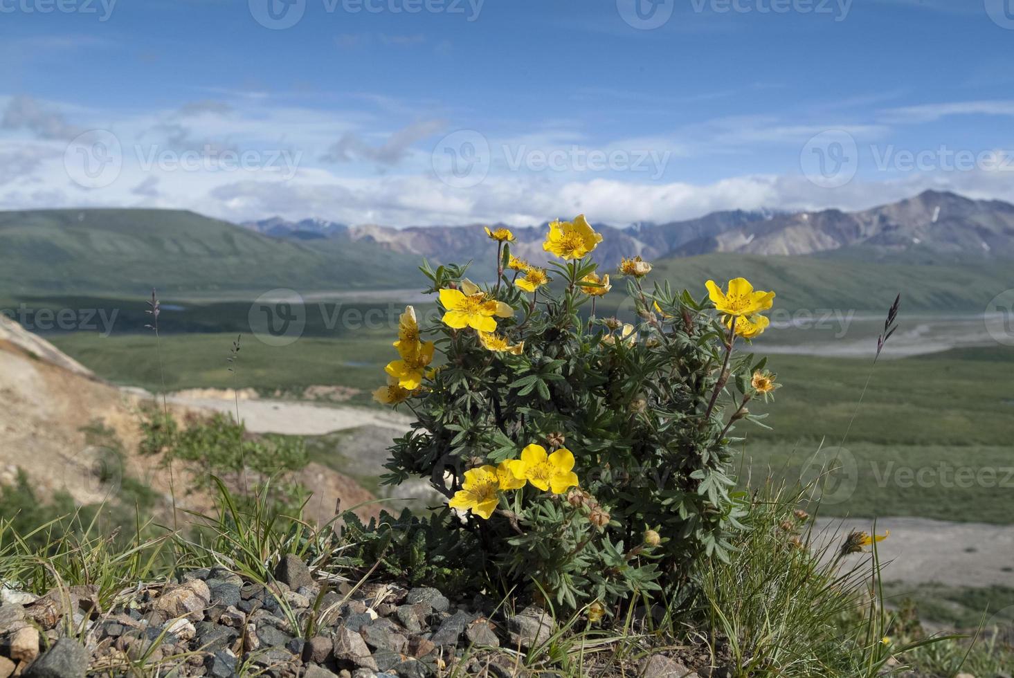 wateraardbei bij polychrome pas in nationaal park denali foto