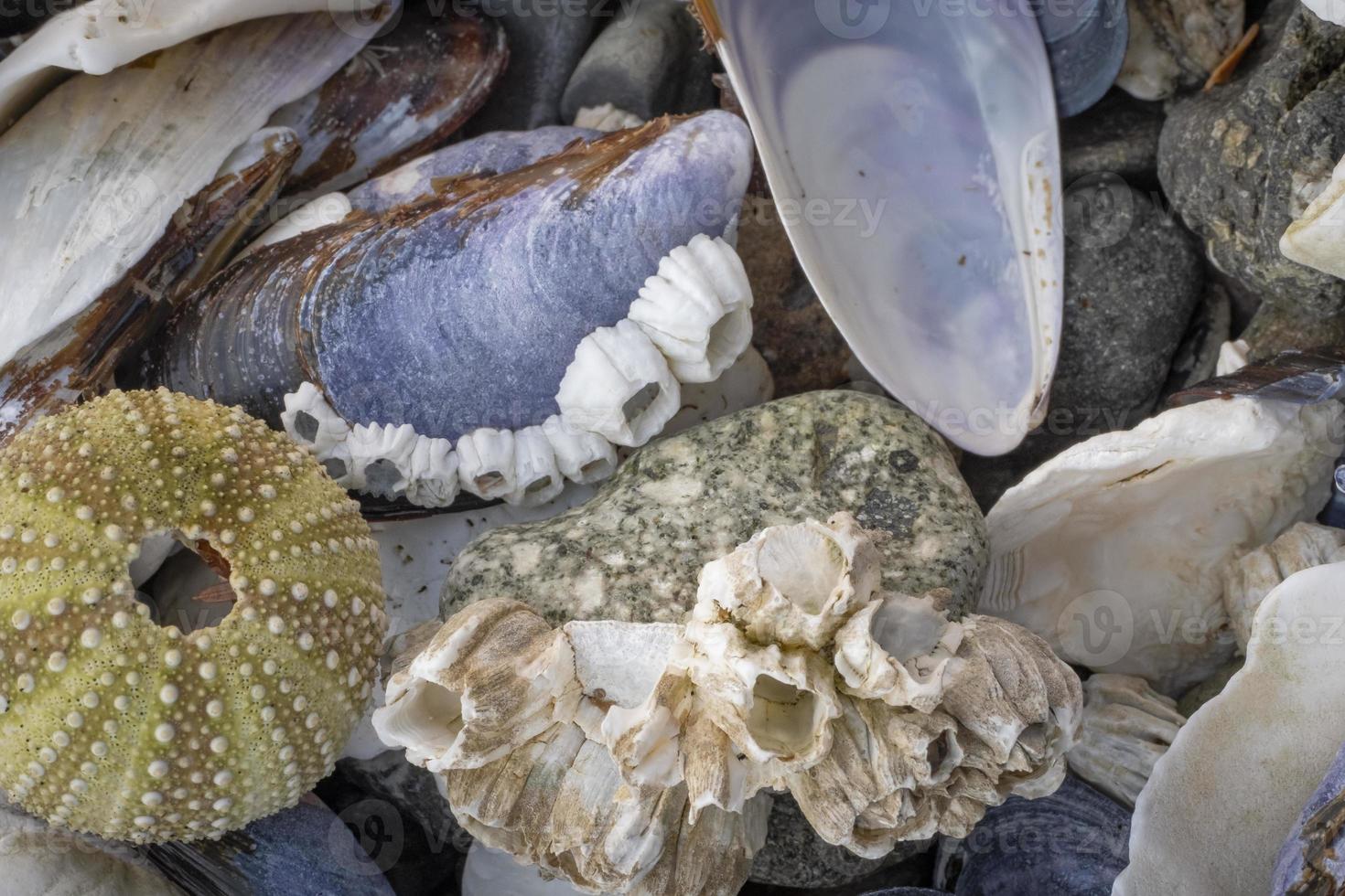 wildernis strand schelpen, alaska foto