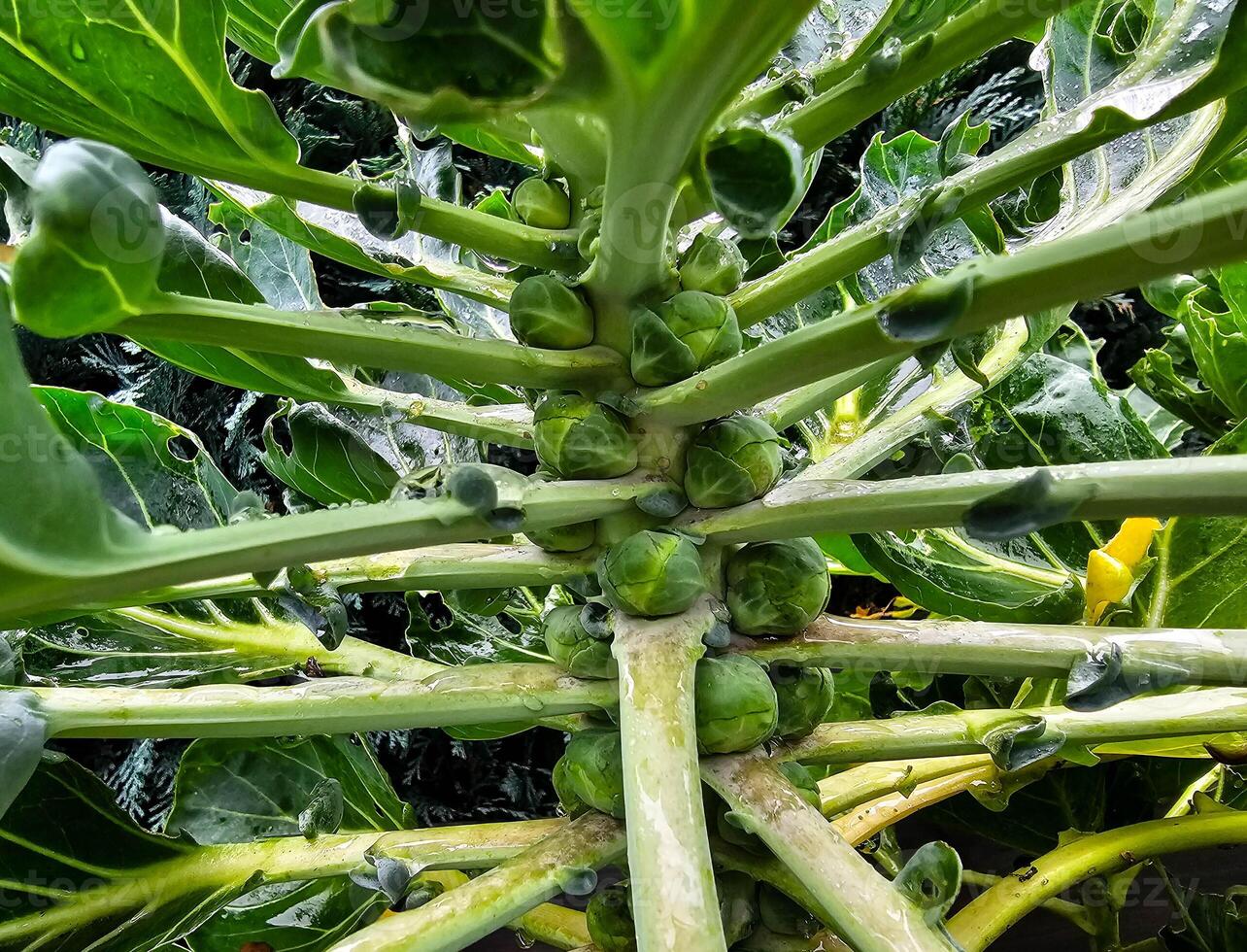 vers groen Brussel spruiten brassica oleracea van onze eigen tuin foto