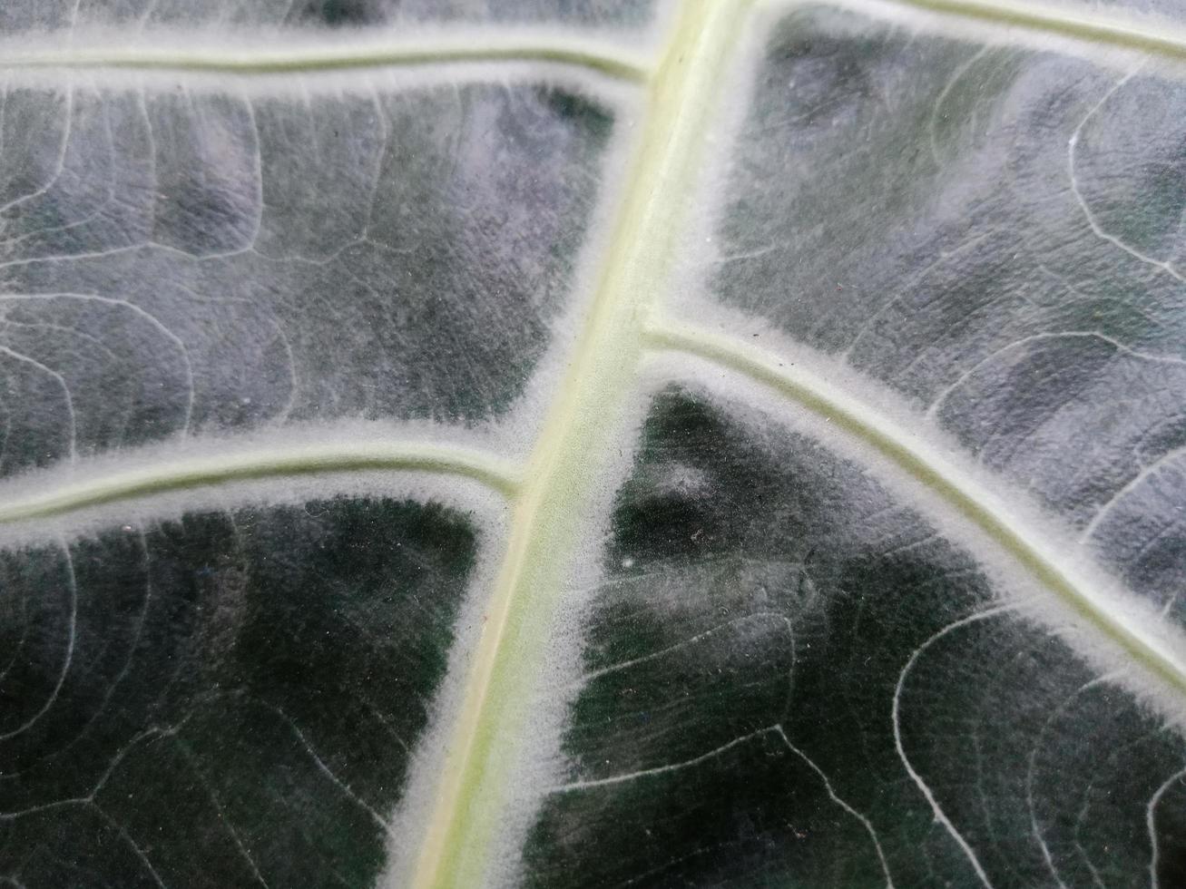 bovenaanzicht landschap, textuur van bladader voor achtergrond of citaat noodzaak foto