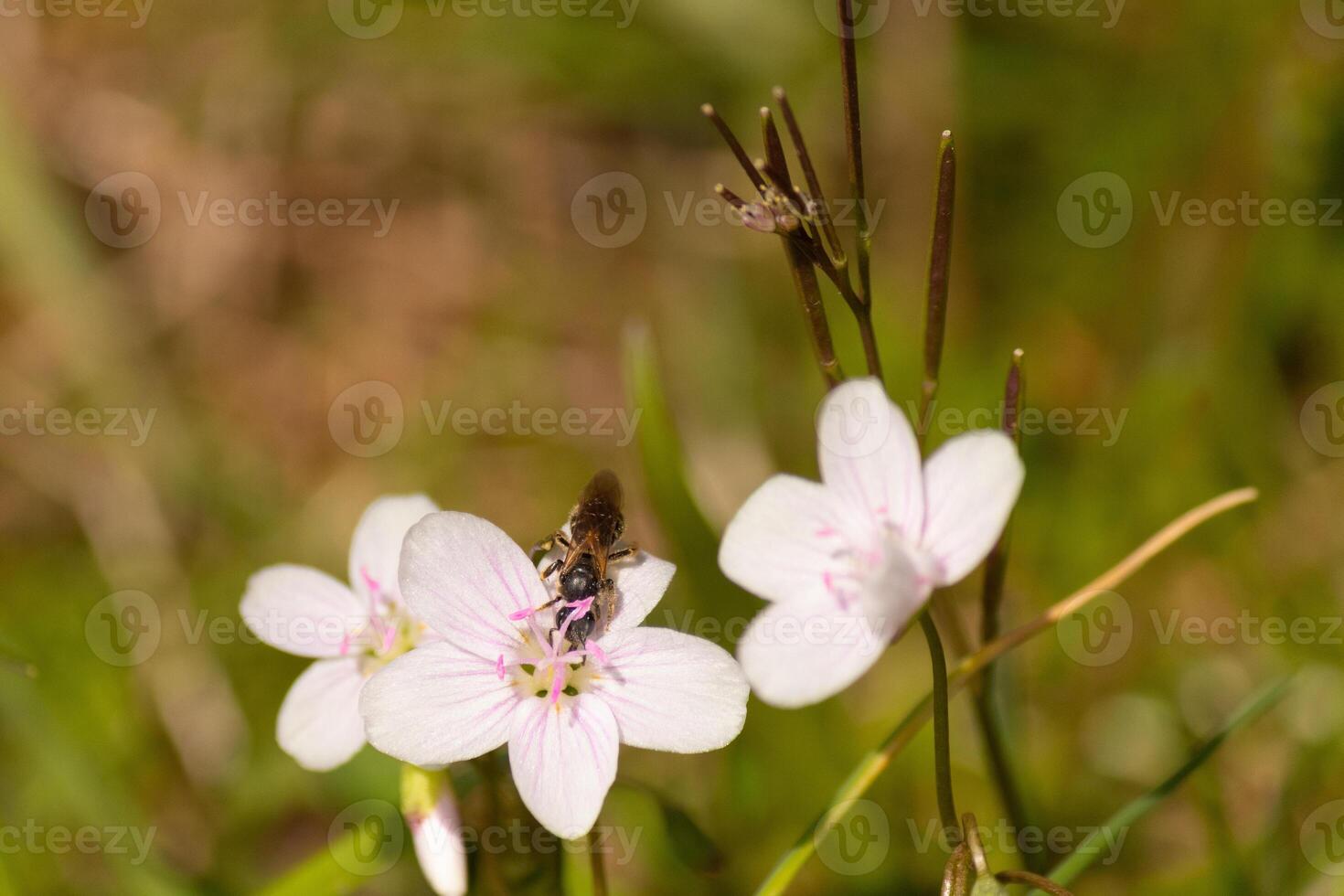 deze mooi bruinvleugelig zweet bij was gezien in deze afbeelding verzamelen de nectar van de Virginia voorjaar schoonheid. deze weinig insect was helpen naar bestuiven deze wilde bloemen in de veld. foto