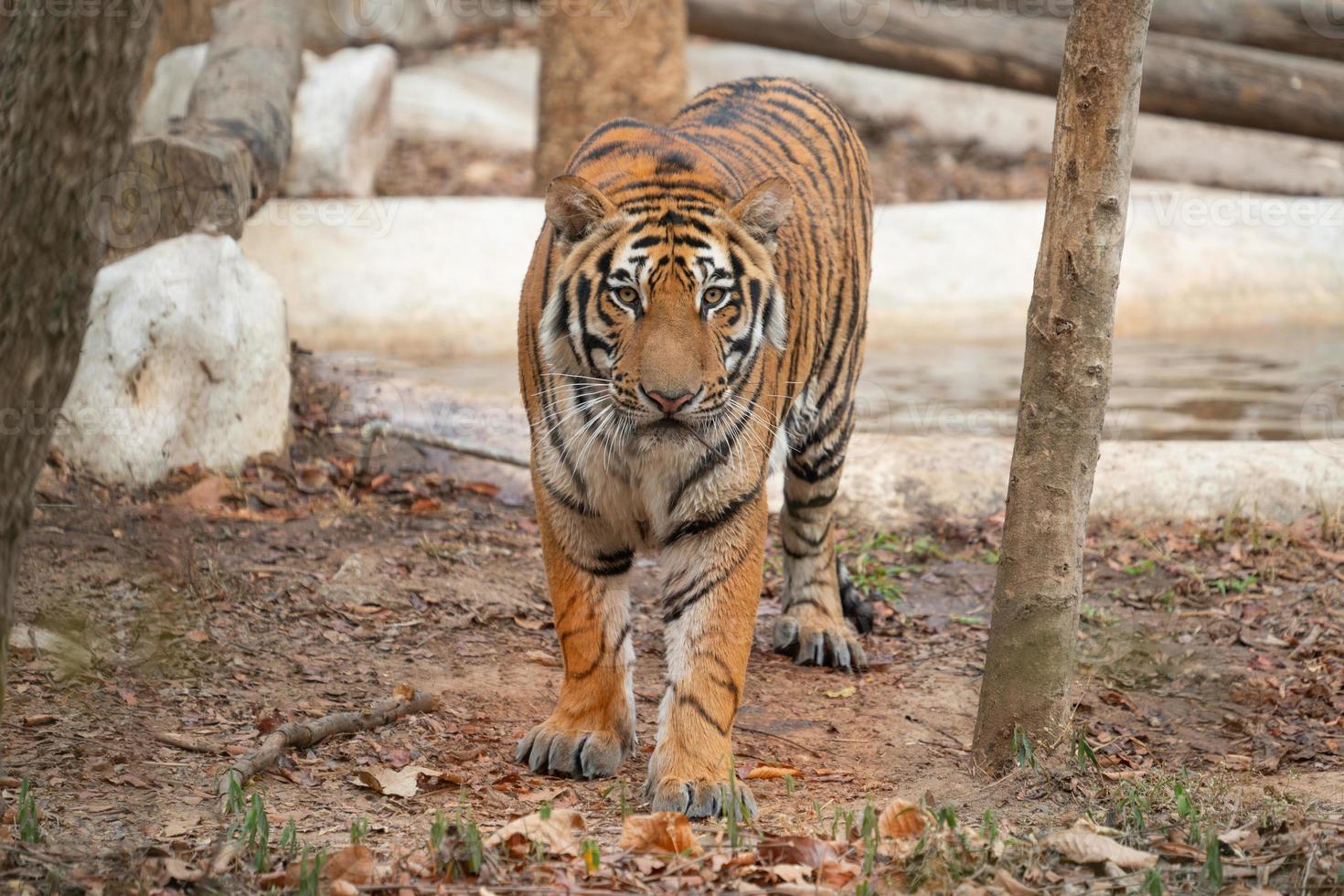 Bengaalse tijger in dierentuin foto