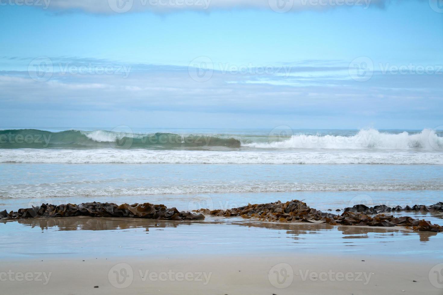 bruin kelp zeewier op het strand foto