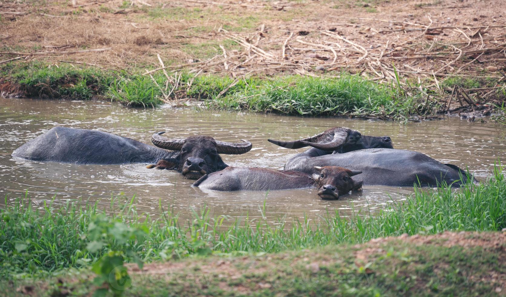 waterbuffel in moddervijver foto
