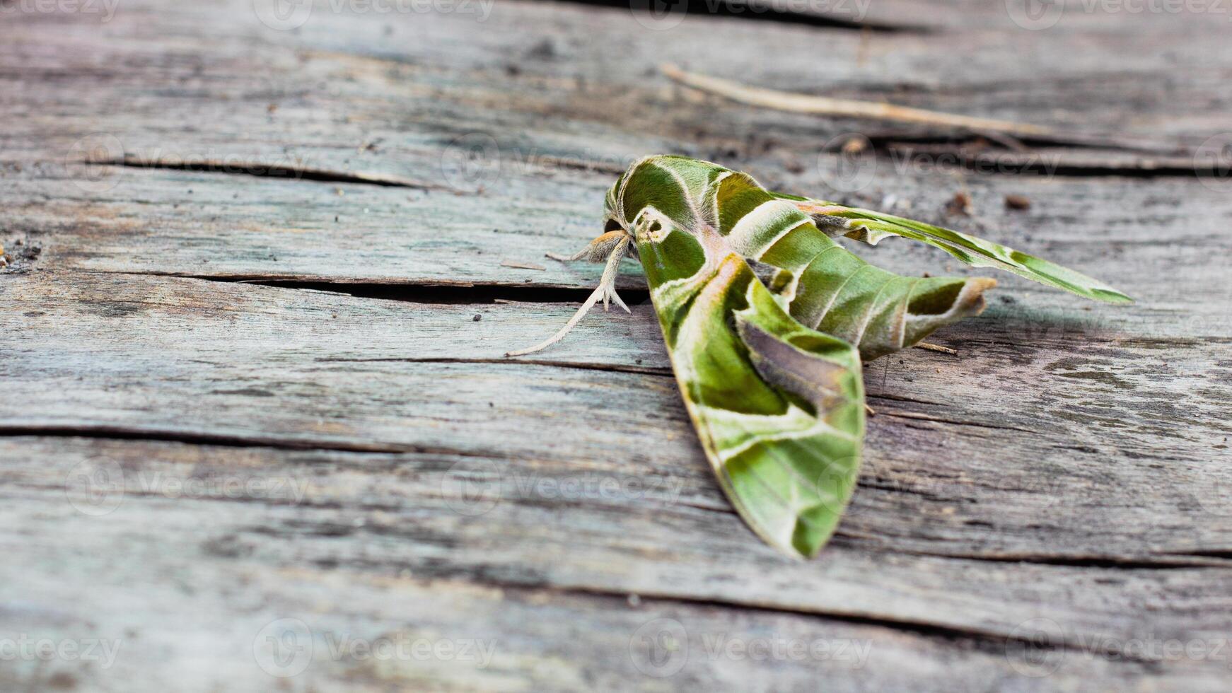 de oleandar havik mot of leger groen mot, is een mot van de familie sphingidae neergestreken Aan een houten vloer. foto