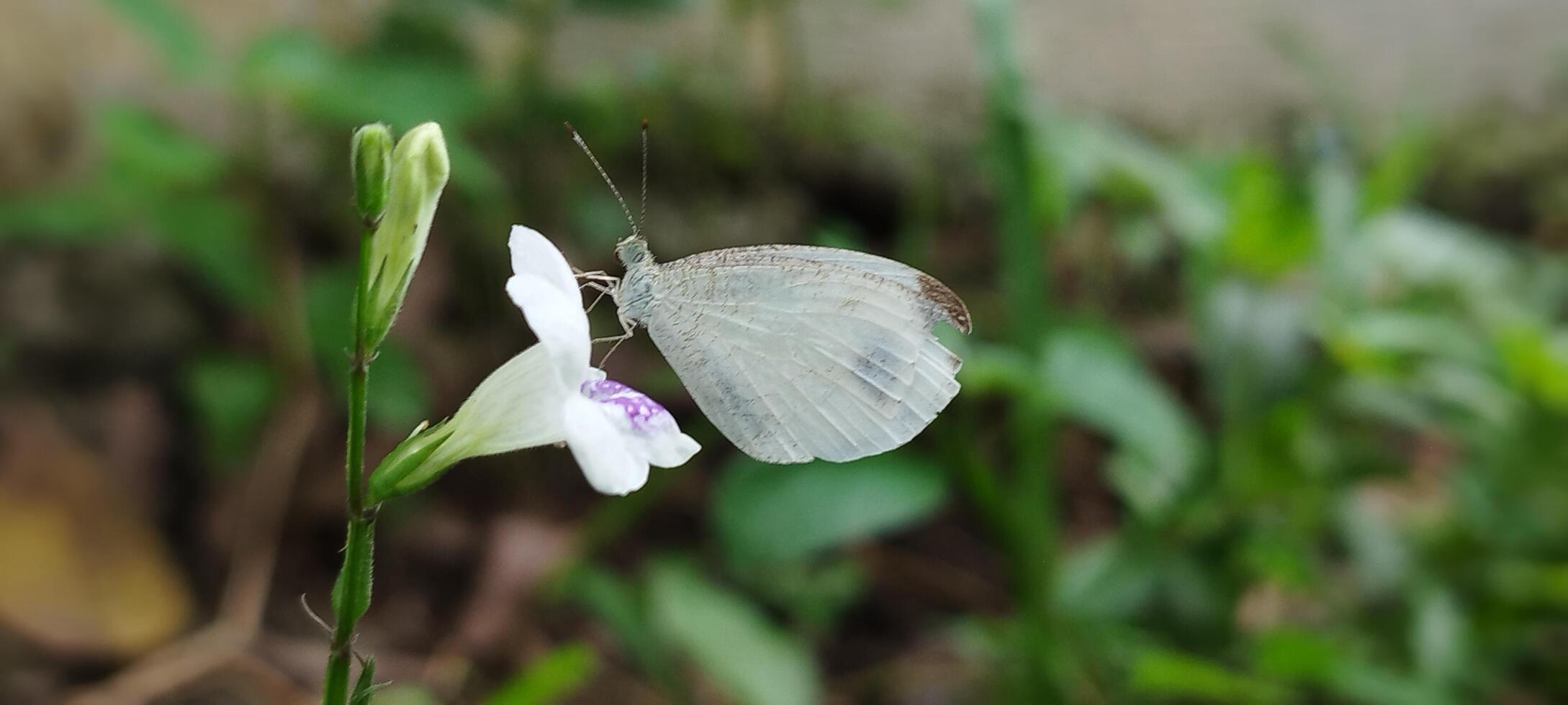klein wit bloemen besmet met wit vlinders foto