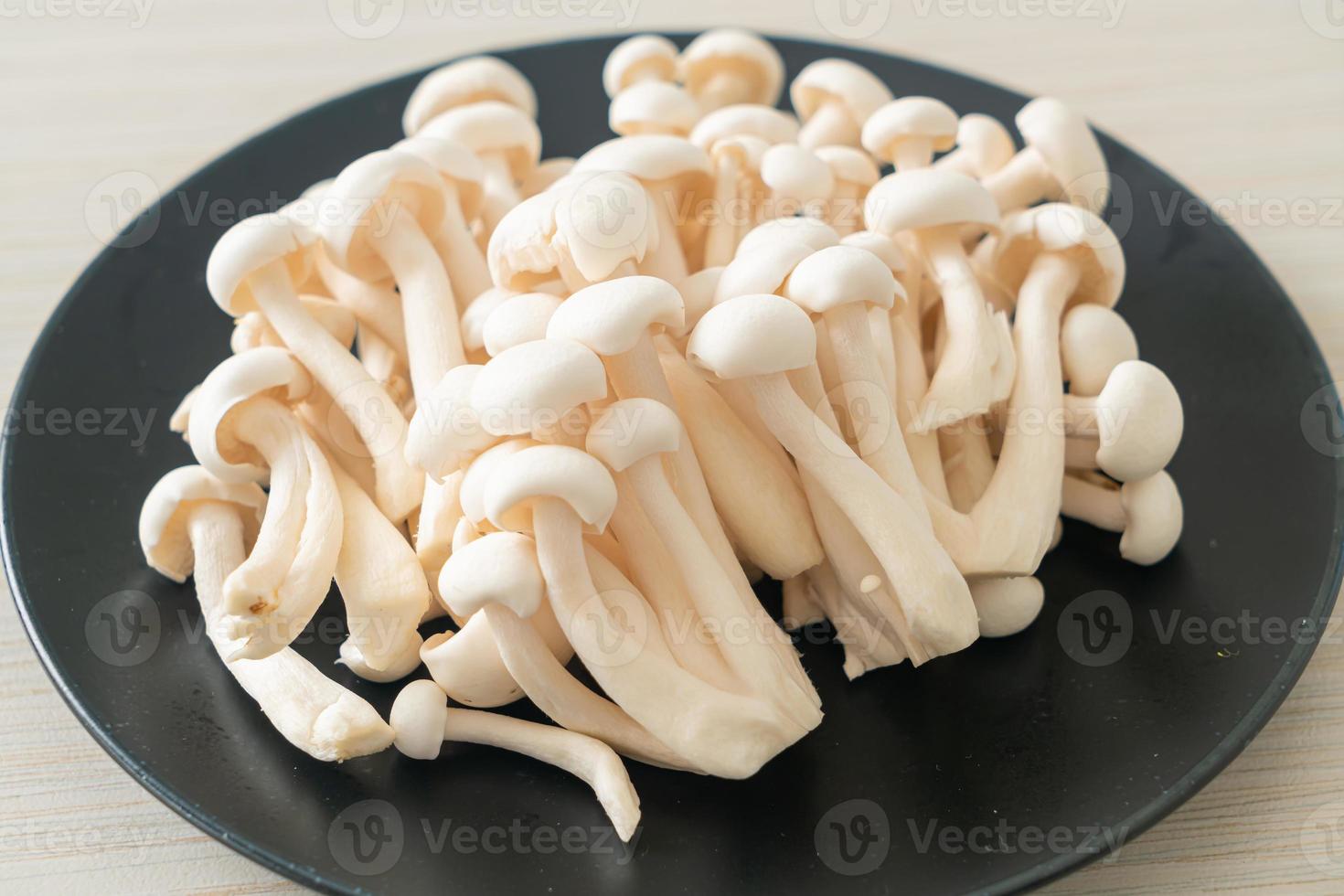 witte beukenzwam of witte reishi-champignon foto