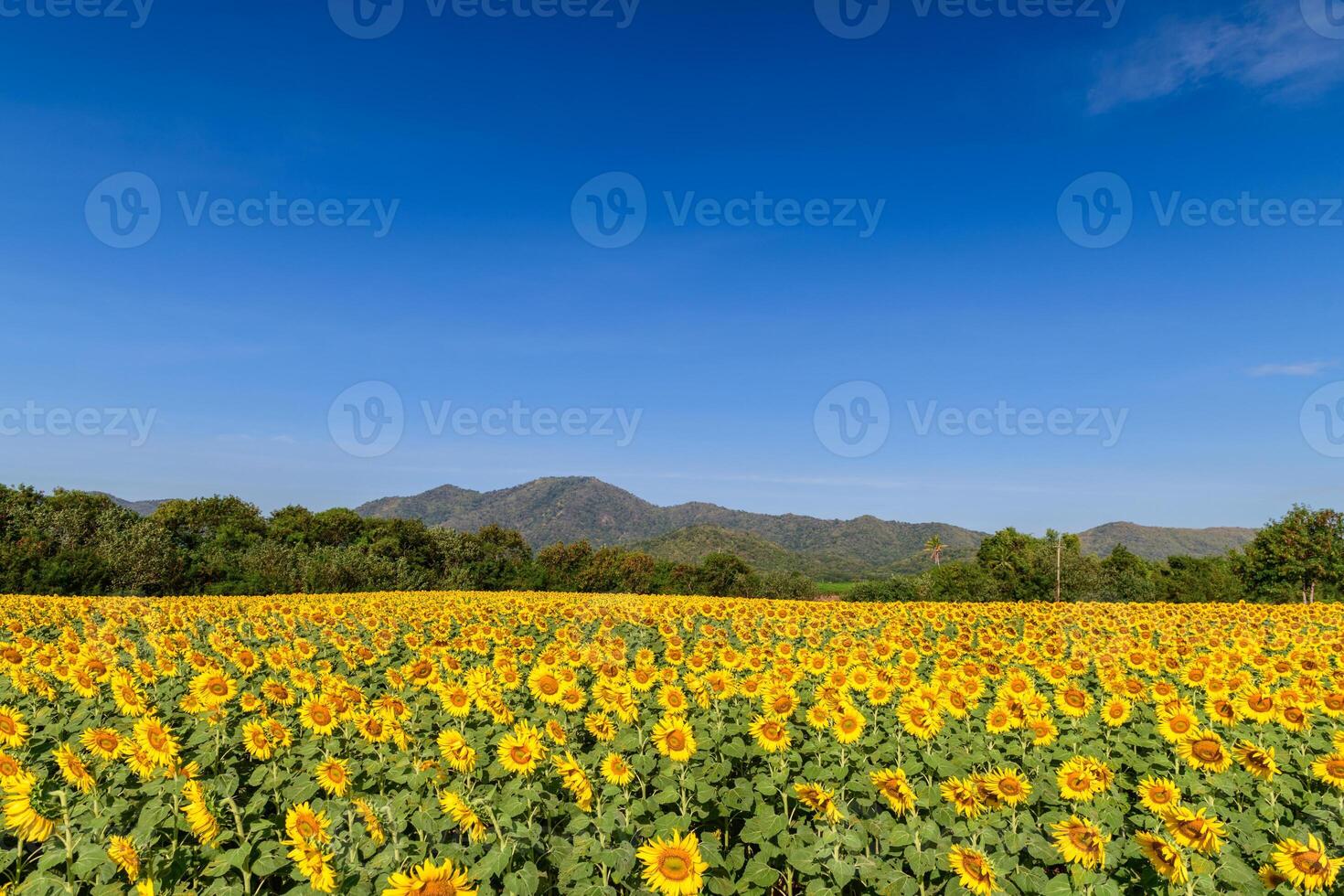 mooi zonnebloem bloem bloeiend in zonnebloemen veld- met groot moutain en blauw lucht foto