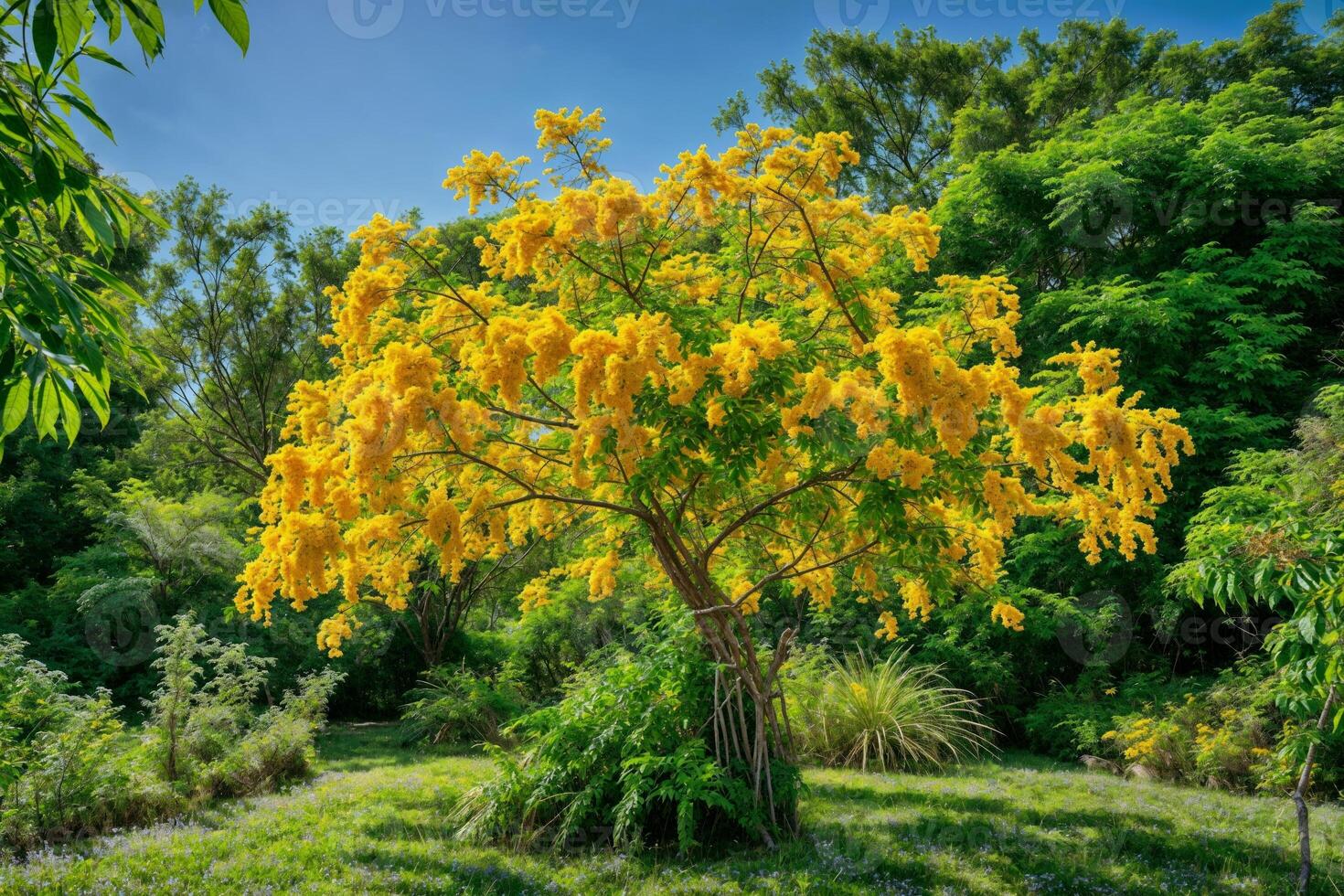 ai gegenereerd een mimosa boom in vol bloeien, haar takken Laden met pluizig geel bloemen en rijk groen gebladerte, reeks in een sereen tuin instelling, symboliseert vreugde en vernieuwing, helder en levendig foto