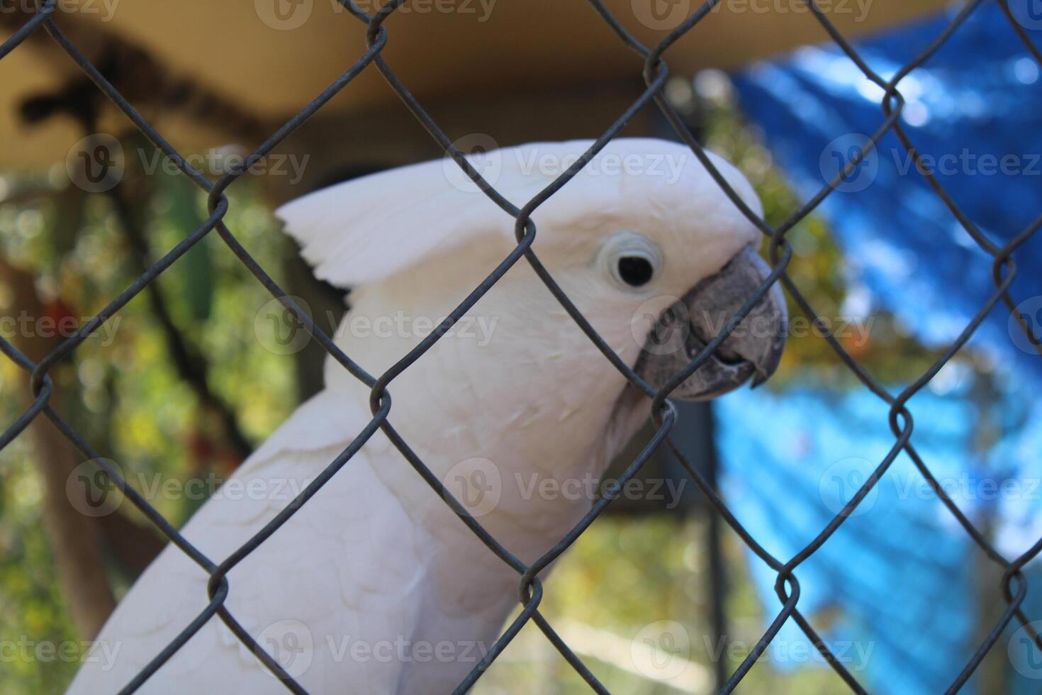 vriendelijk wit kaketoe vogel in een kooi Bij een kinderboerderij dierentuin foto