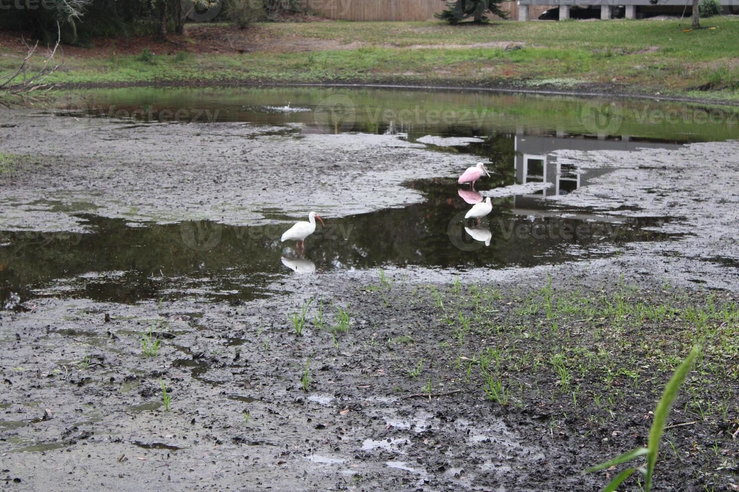 landschap in de omgeving van een klein moeras in tampa Florida met dieren in het wild foto