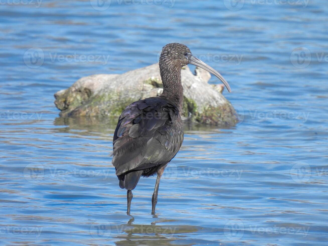 glanzend ibis plegadis falcinellus foto