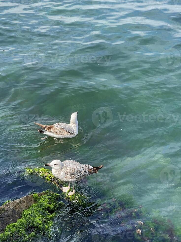 meeuwen in de zee in de buurt de kust foto