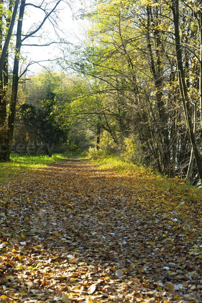 een pad bekleed met bladeren foto