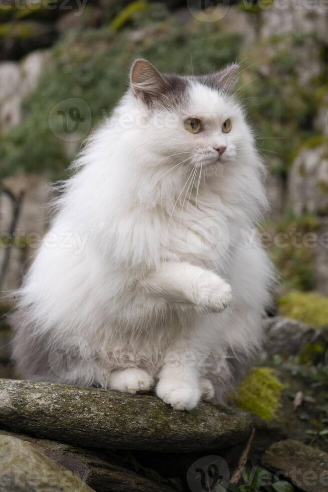 een pluizig wit kat zittend Aan een rots foto