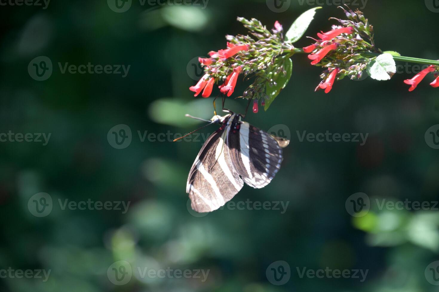 gestreept zebra vlinder Aan een rood bloem foto