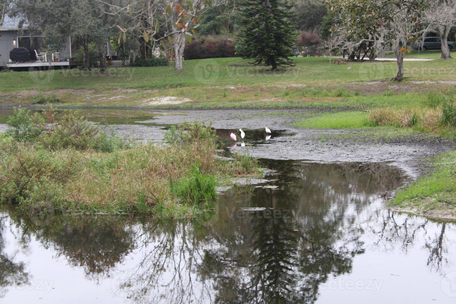 landschap in de omgeving van een klein moeras in tampa Florida met dieren in het wild foto