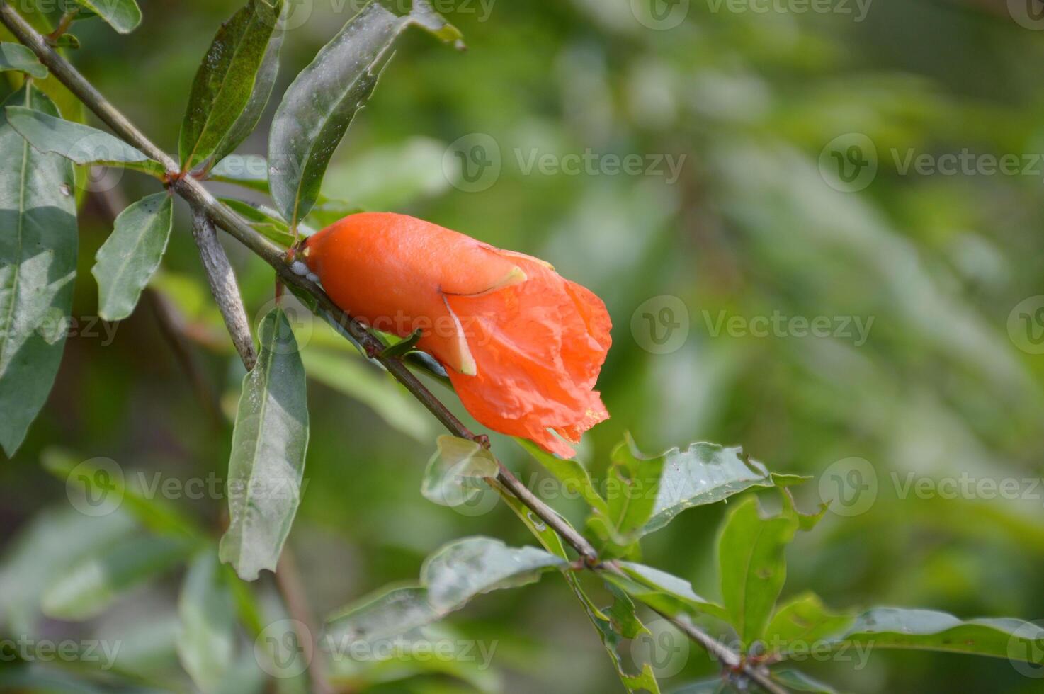 dichtbij omhoog van vers granaatappel groeit Aan boom Afdeling in de tuin foto