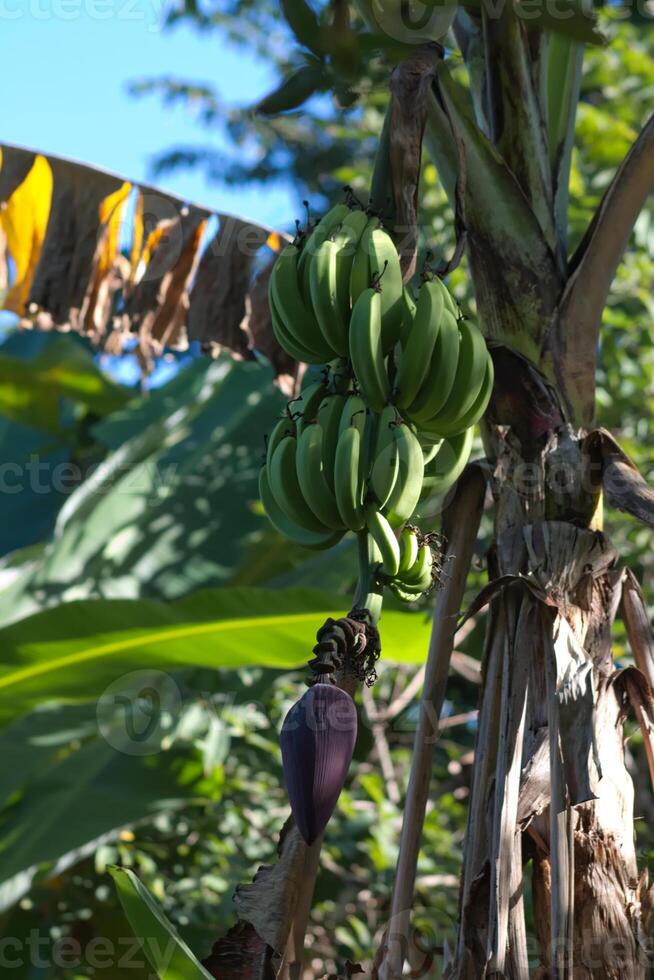 bundel van groen bananen Aan een tropisch banaan boom foto