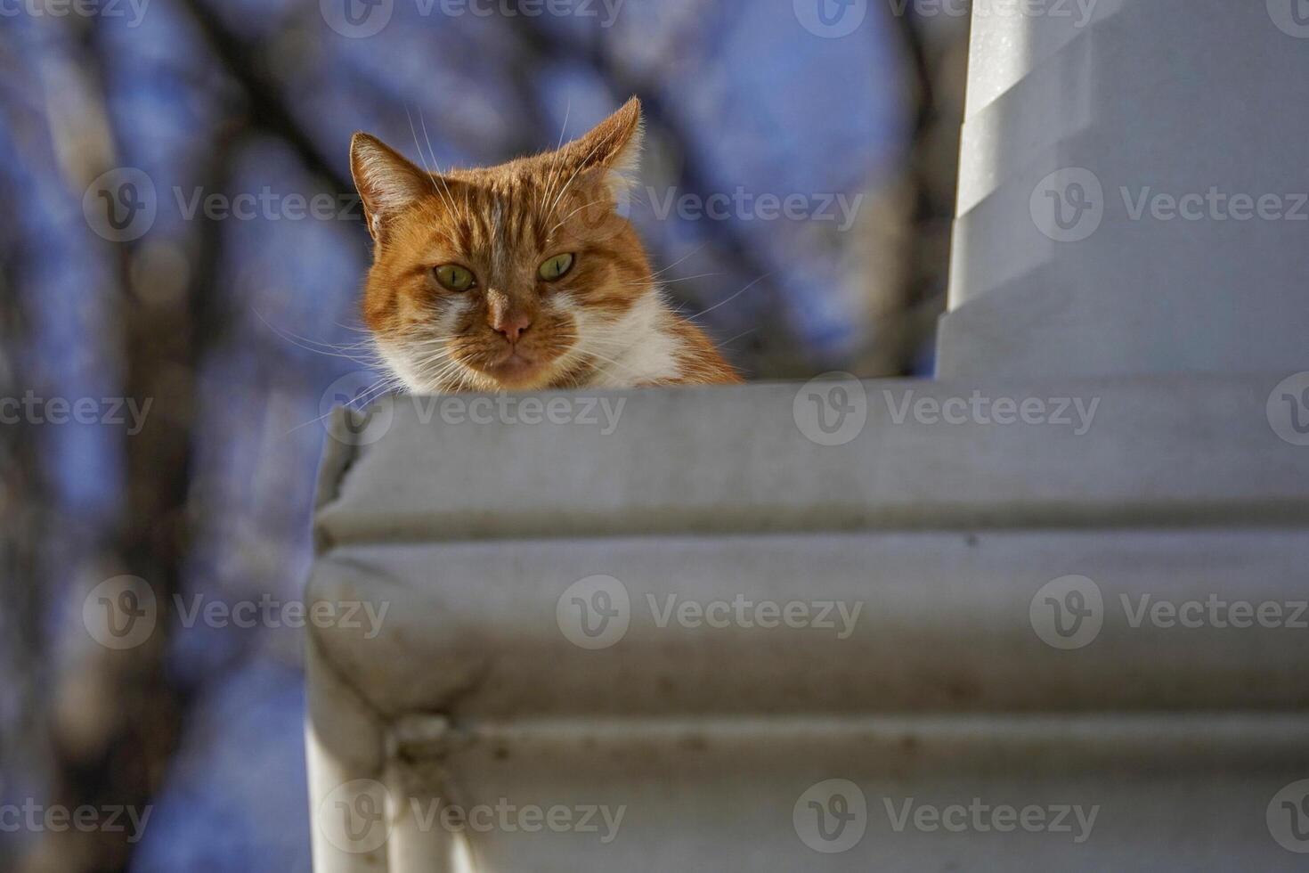 verdwaald kat van Istanbul straat portret foto