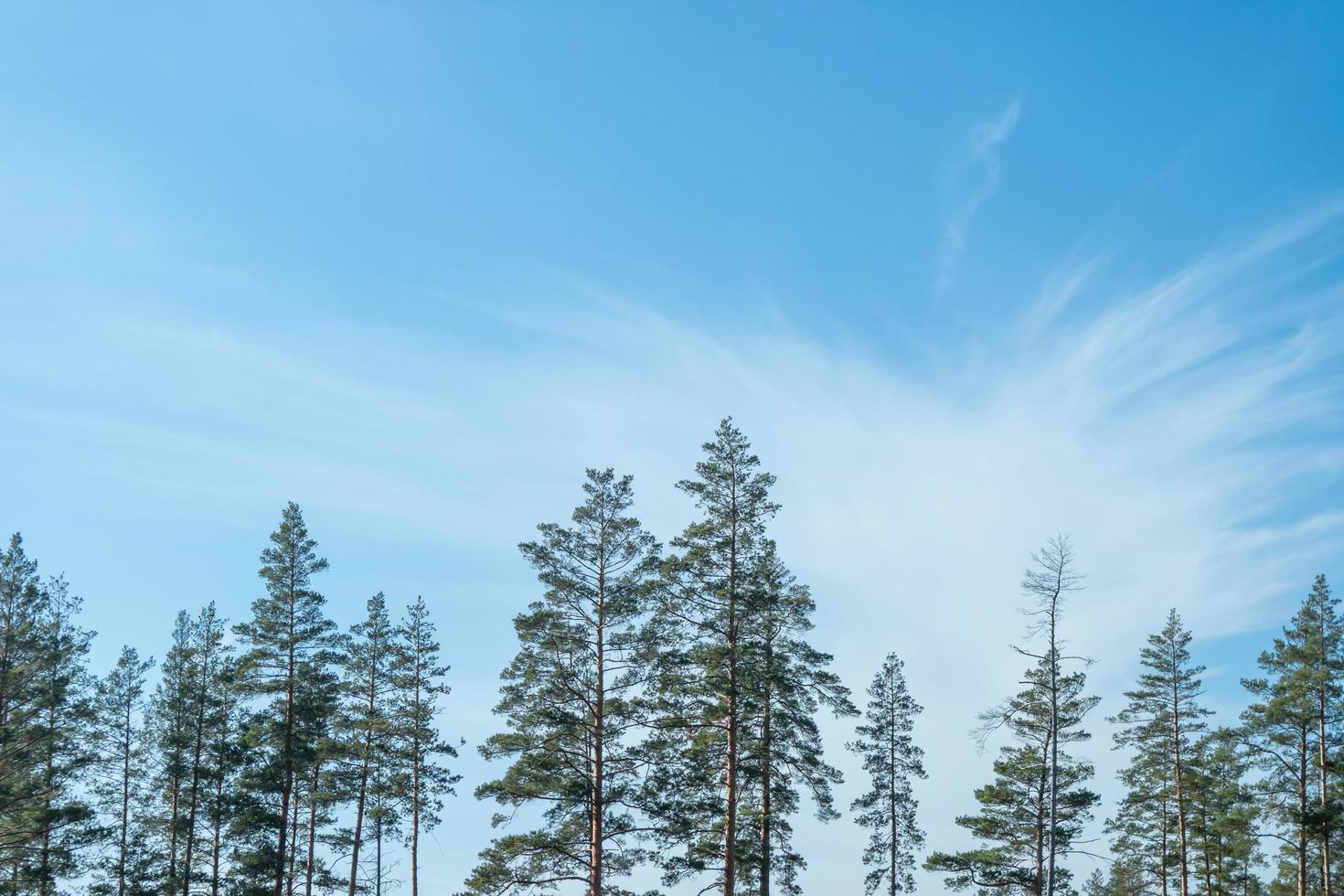 slanke bomen tegen de achtergrond van een mooie heldere hemel. foto