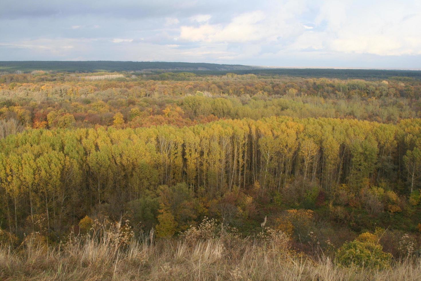 herfst bos. natuur landschap foto