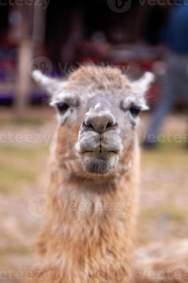 een huisdier alpaca foto