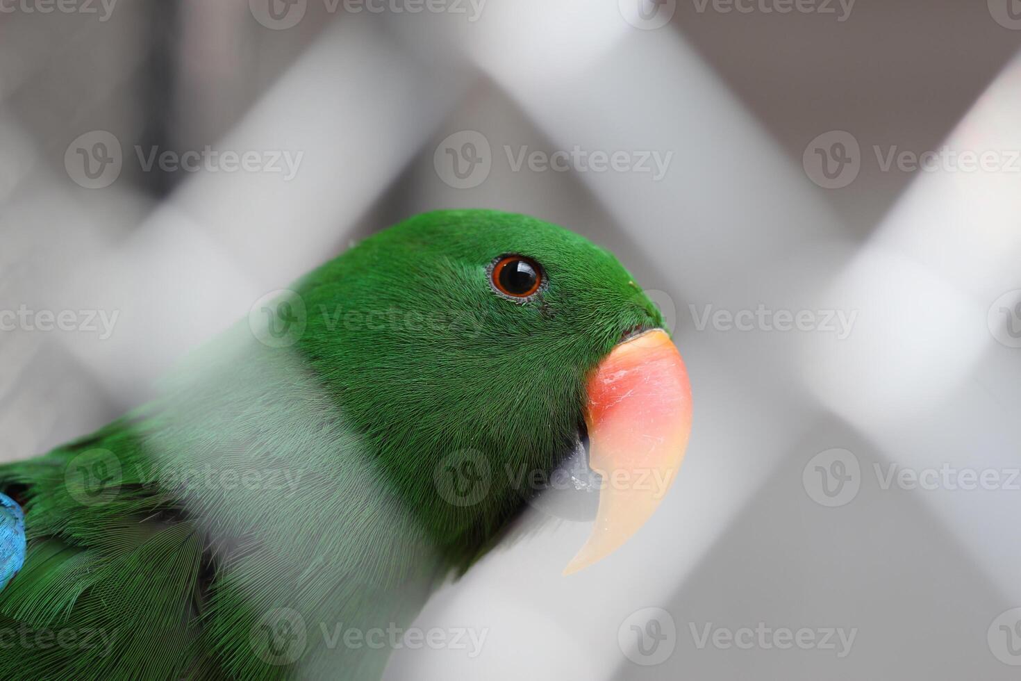 dichtbij omhoog van een nuri seks vogel of papegaai of eclectus roratus foto