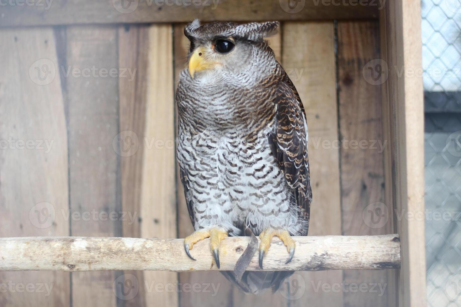 dichtbij omhoog van de beluk jampuk vogel of bubo sumatranus foto