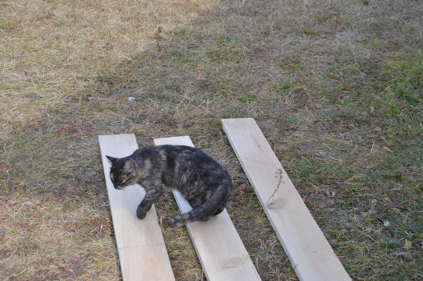 de kat staat op houten constructies foto