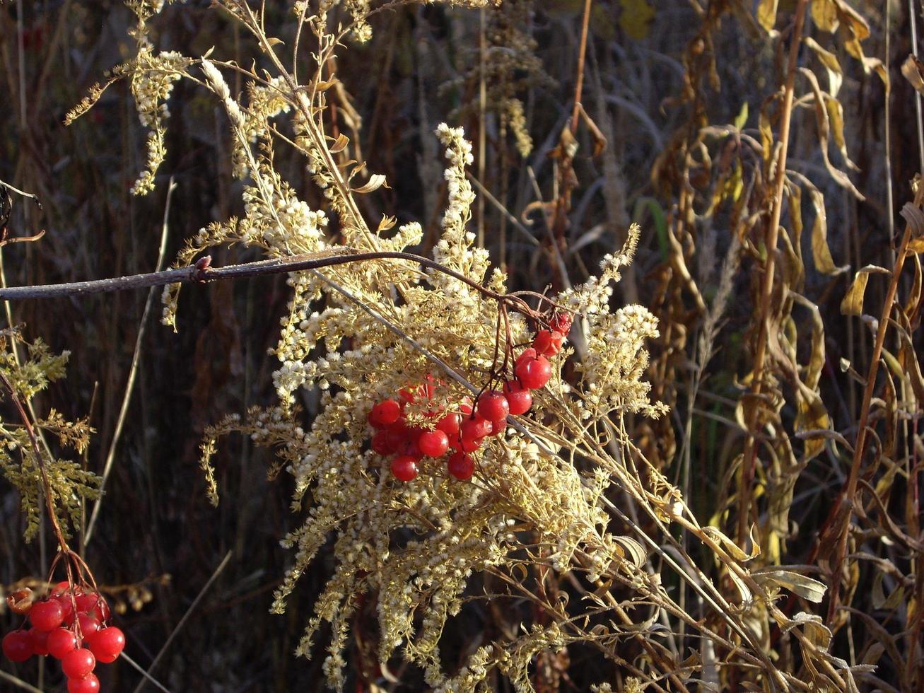 herfstbladeren van planten en fruit bij vorst foto