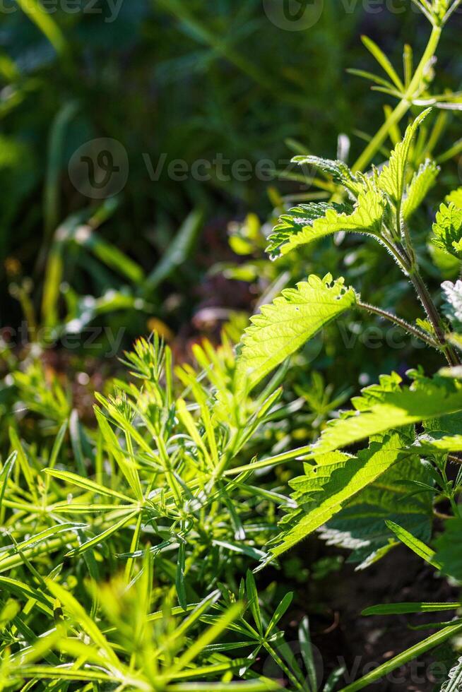 groen brandnetel met dauw druppels in de Woud. Ondiep diepte van veld. foto