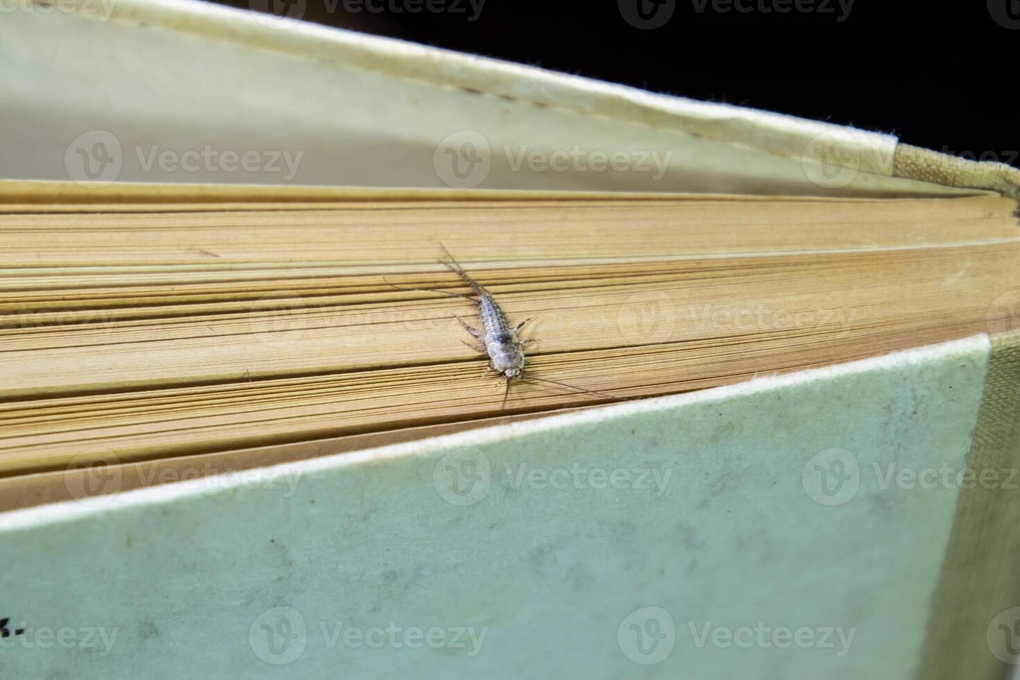 thermobië gedomesticeerd. plaag boeken en kranten. lepismatidae insect voeden Aan papier - zilvervisje foto