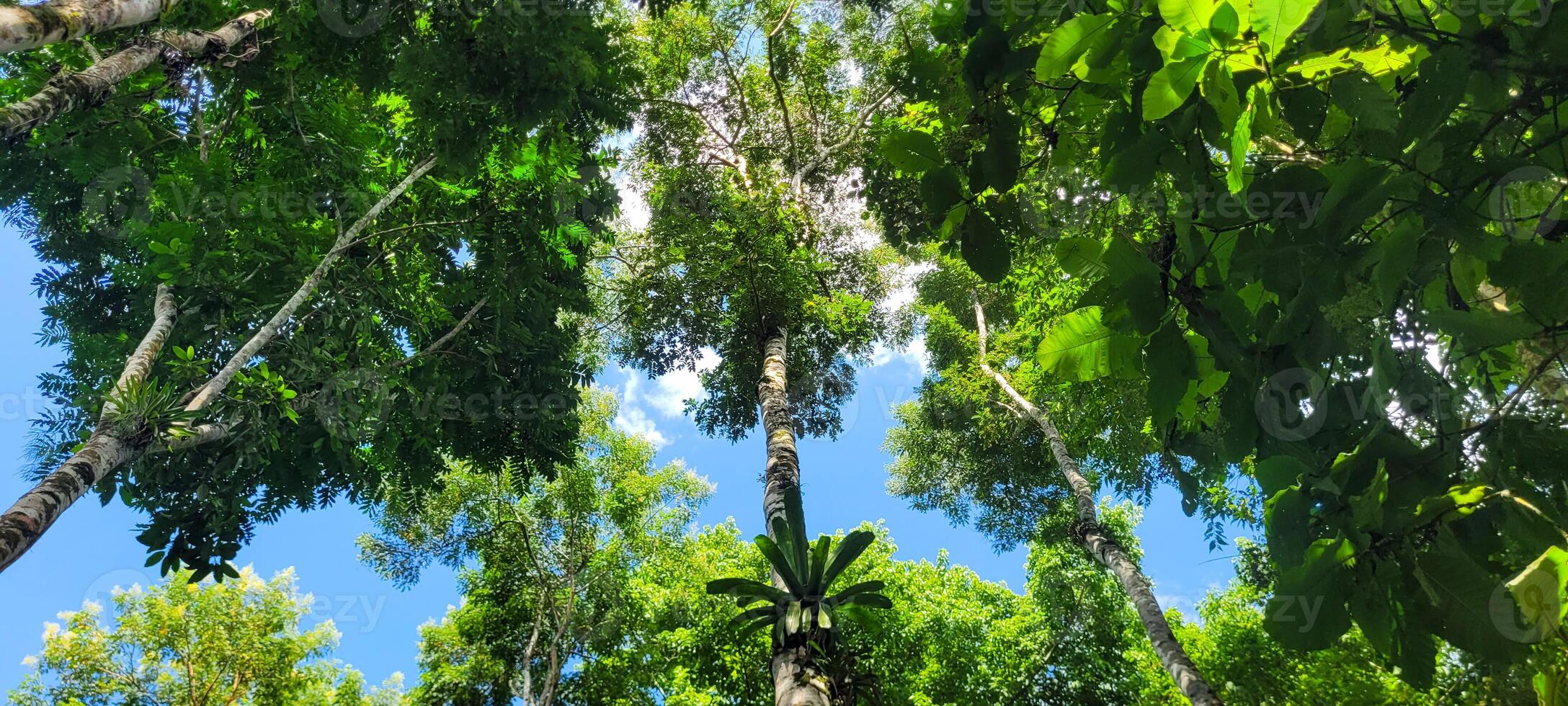 vastleggen de magie van natuur uniek beeld met de zon tussen de bladeren, reflecterend helderheid. zenden duidelijkheid en inspireren met deze betoverend tafereel. kopen het nu en verlichten uw projecten. foto