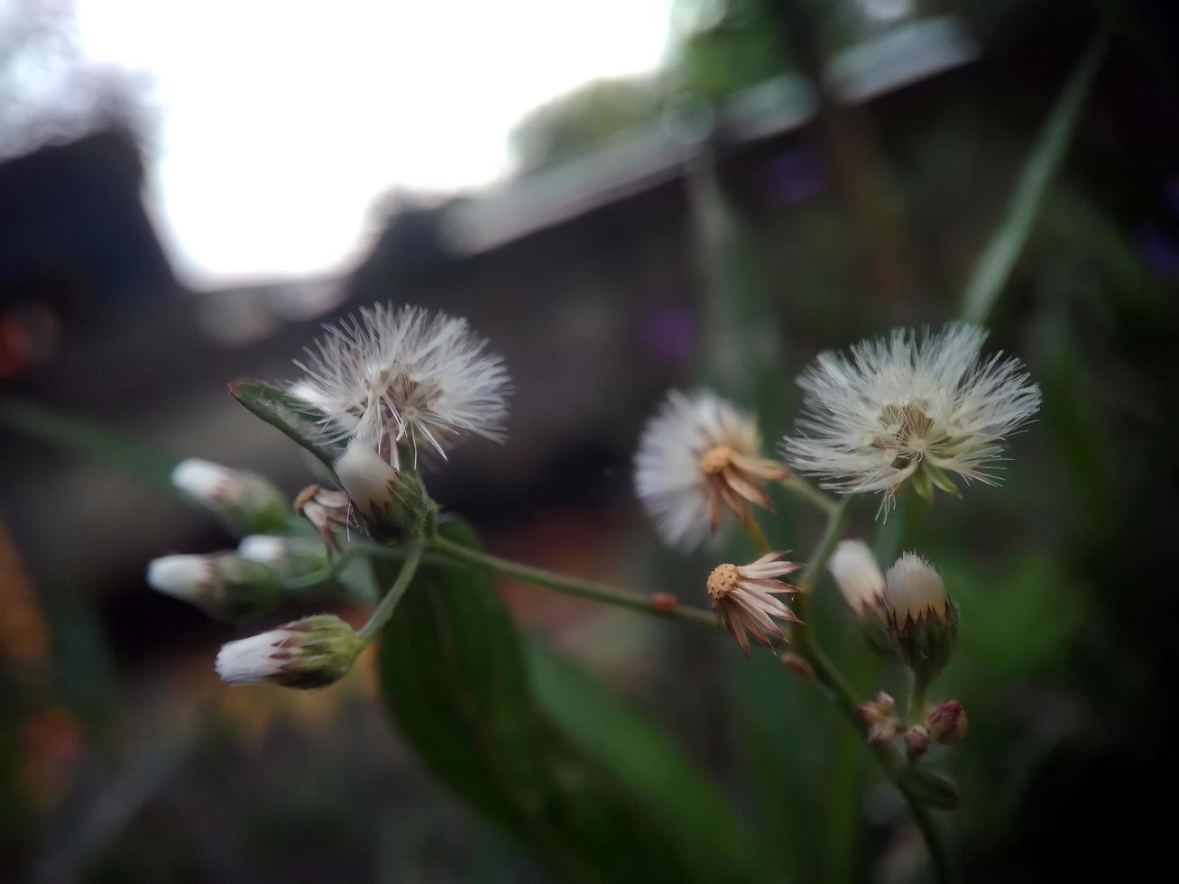 gevoelige plant in de middag foto