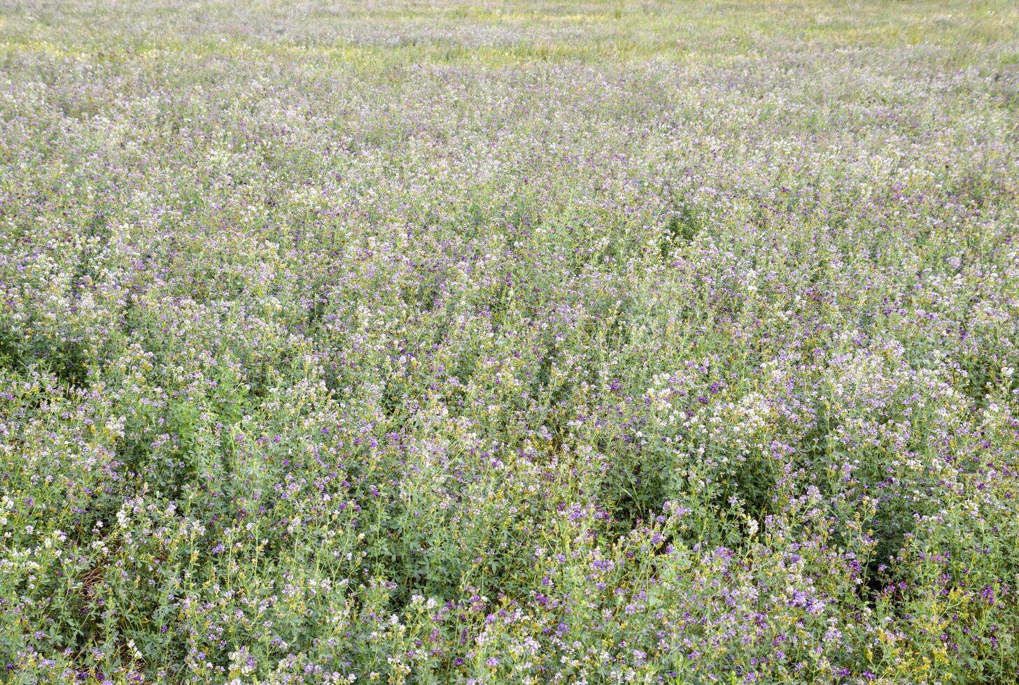 veld- van luzerne. hooien van luzerne. bloeiend veld- in de lente. foto