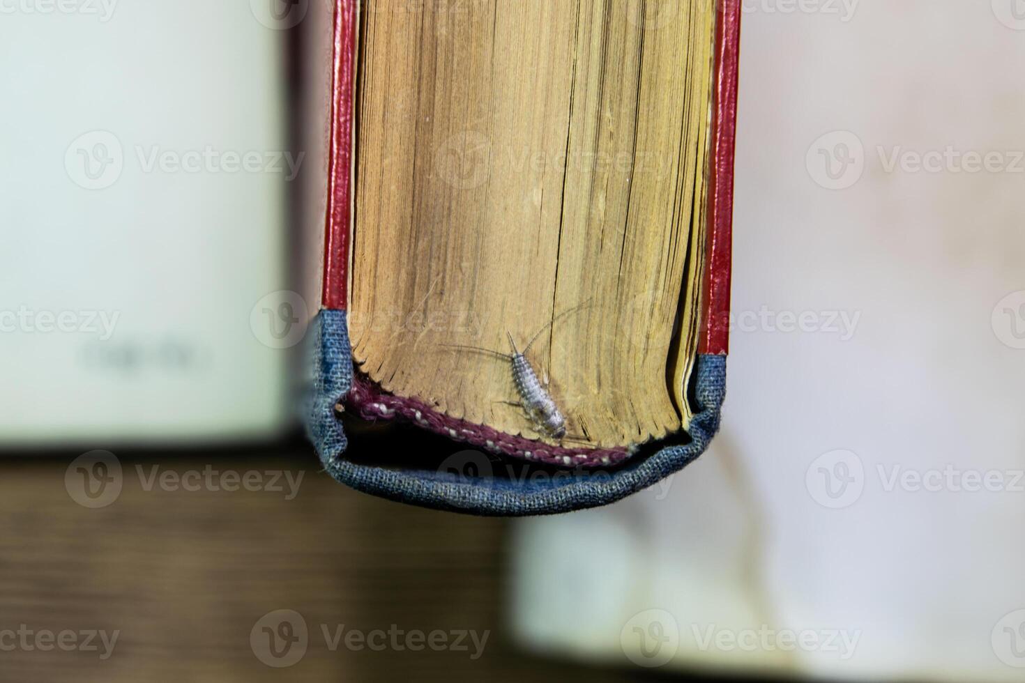 thermobië gedomesticeerd. plaag boeken en kranten. lepismatidae insect voeden Aan papier - zilvervisje foto