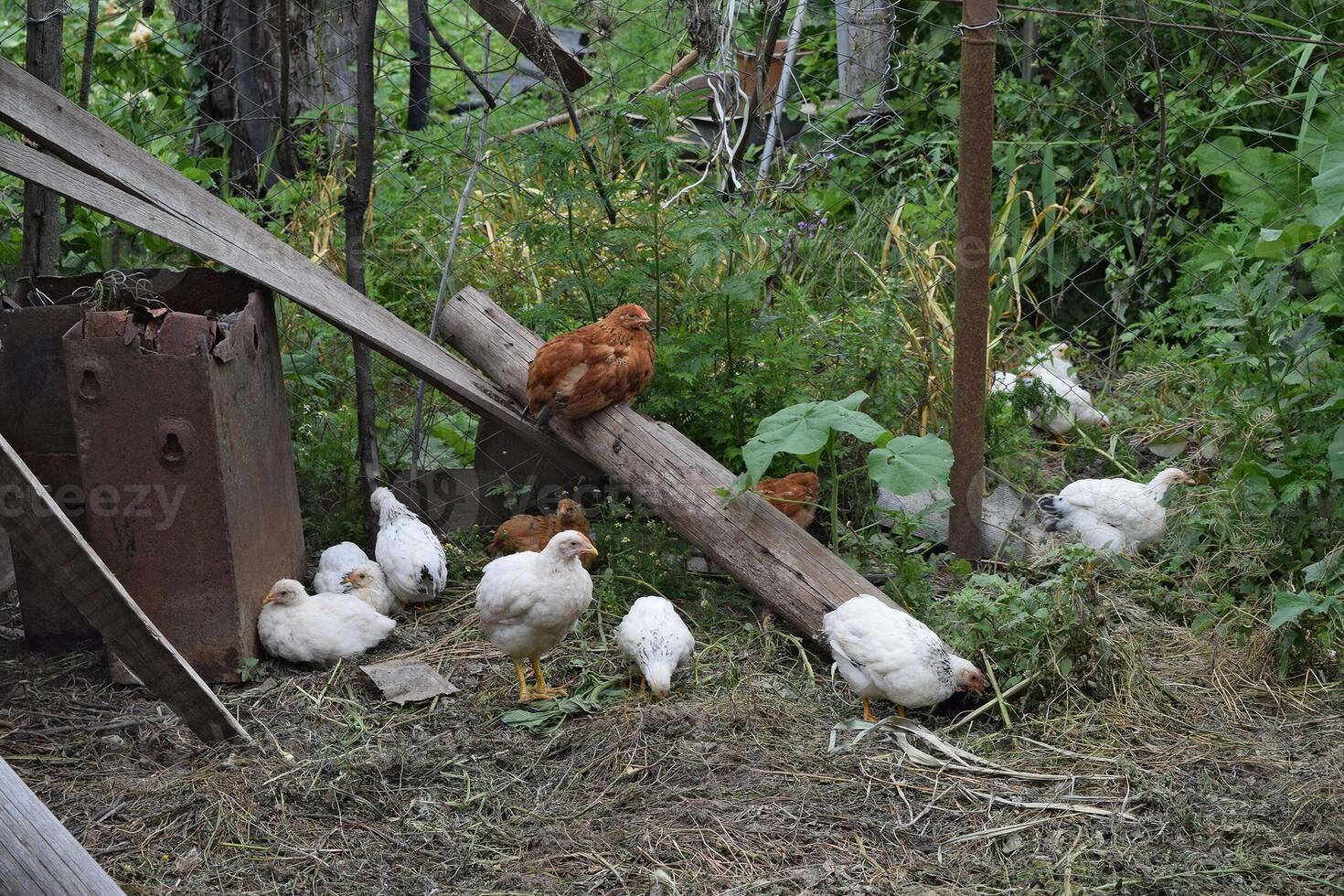 kippen in de werf van een kip huis foto