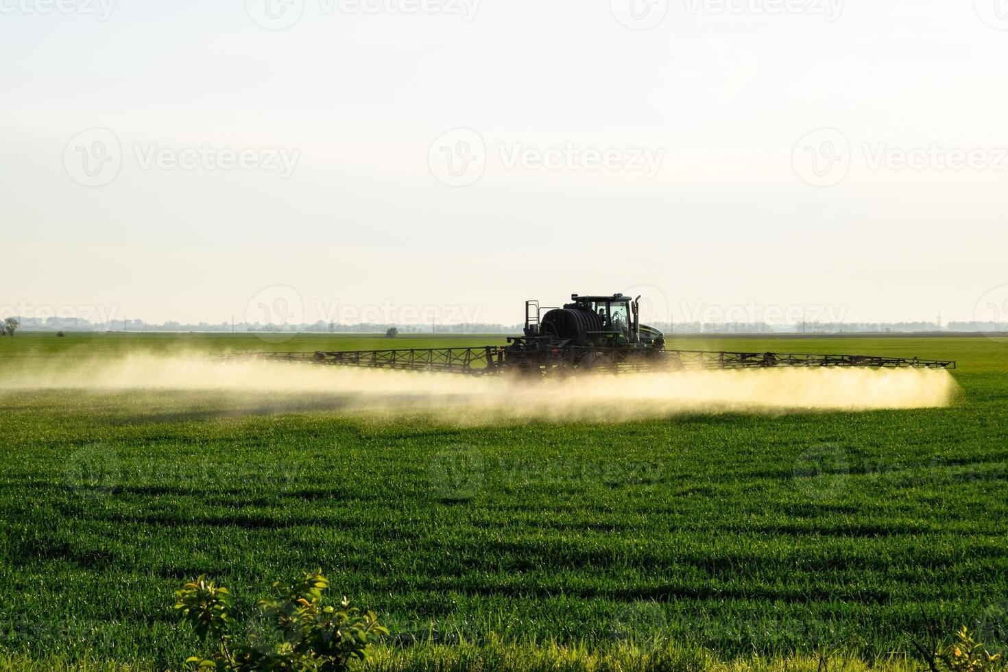 trekker met de helpen van een sproeier sprays vloeistof meststoffen Aan jong tarwe in de veld. foto