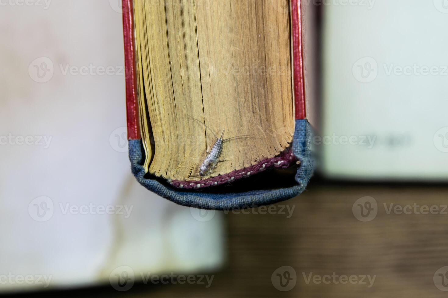 thermobië gedomesticeerd. plaag boeken en kranten. lepismatidae insect voeden Aan papier - zilvervisje foto