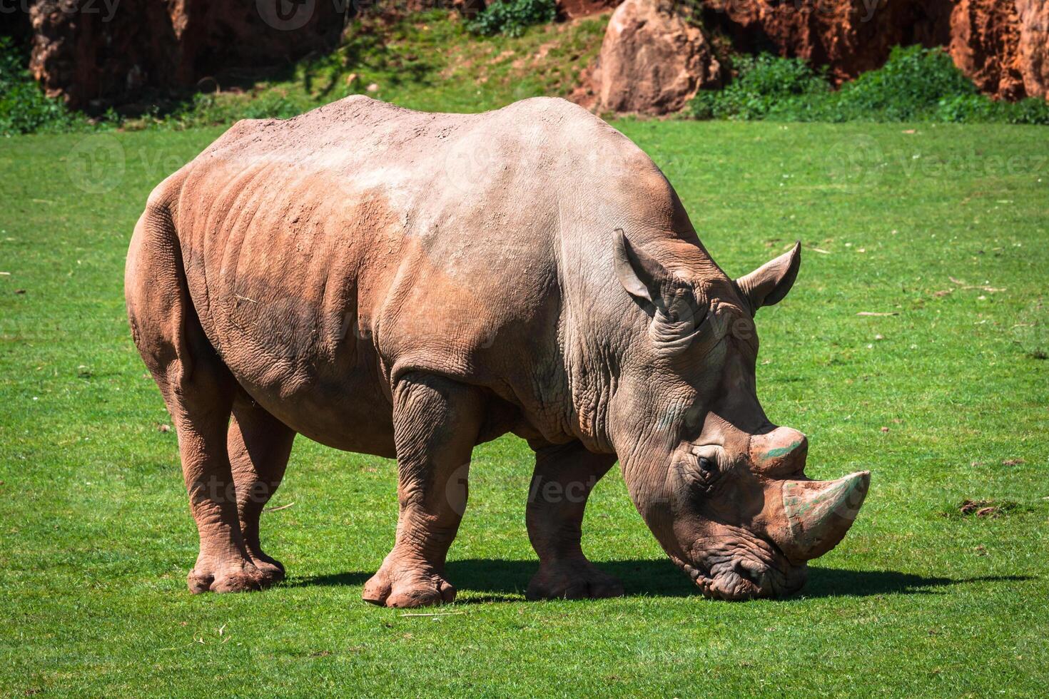 neushoorn, meer nakuru nationaal park, Kenia, ceratotherium foto