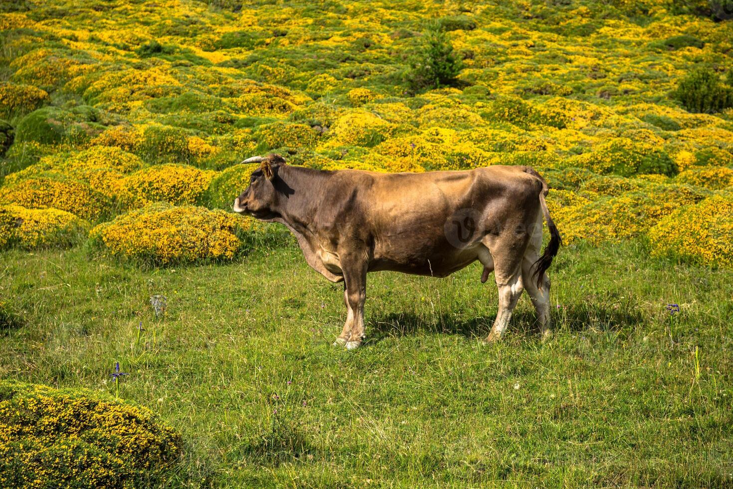 koeien in de bergen - Pyreneeën, Spanje foto