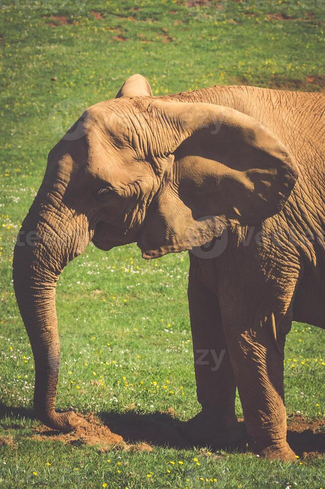 Afrikaanse olifant in savanne foto