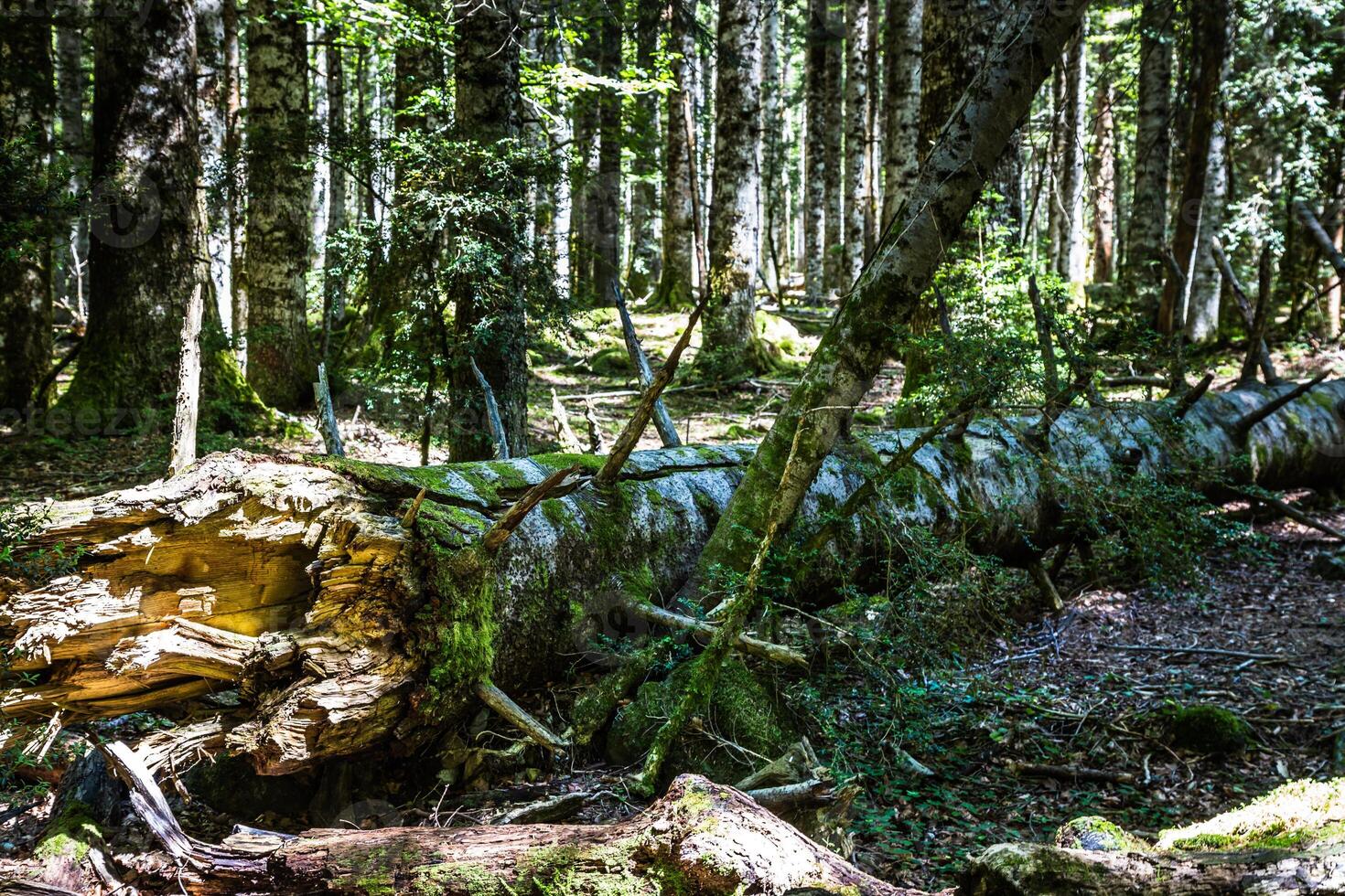 boom romp aan het liegen in de bossen foto