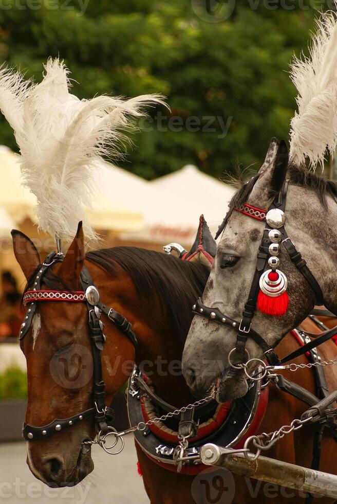 Krakau, Polen, paardenkoetsen met gidsen voor de st. Mary's basiliek foto