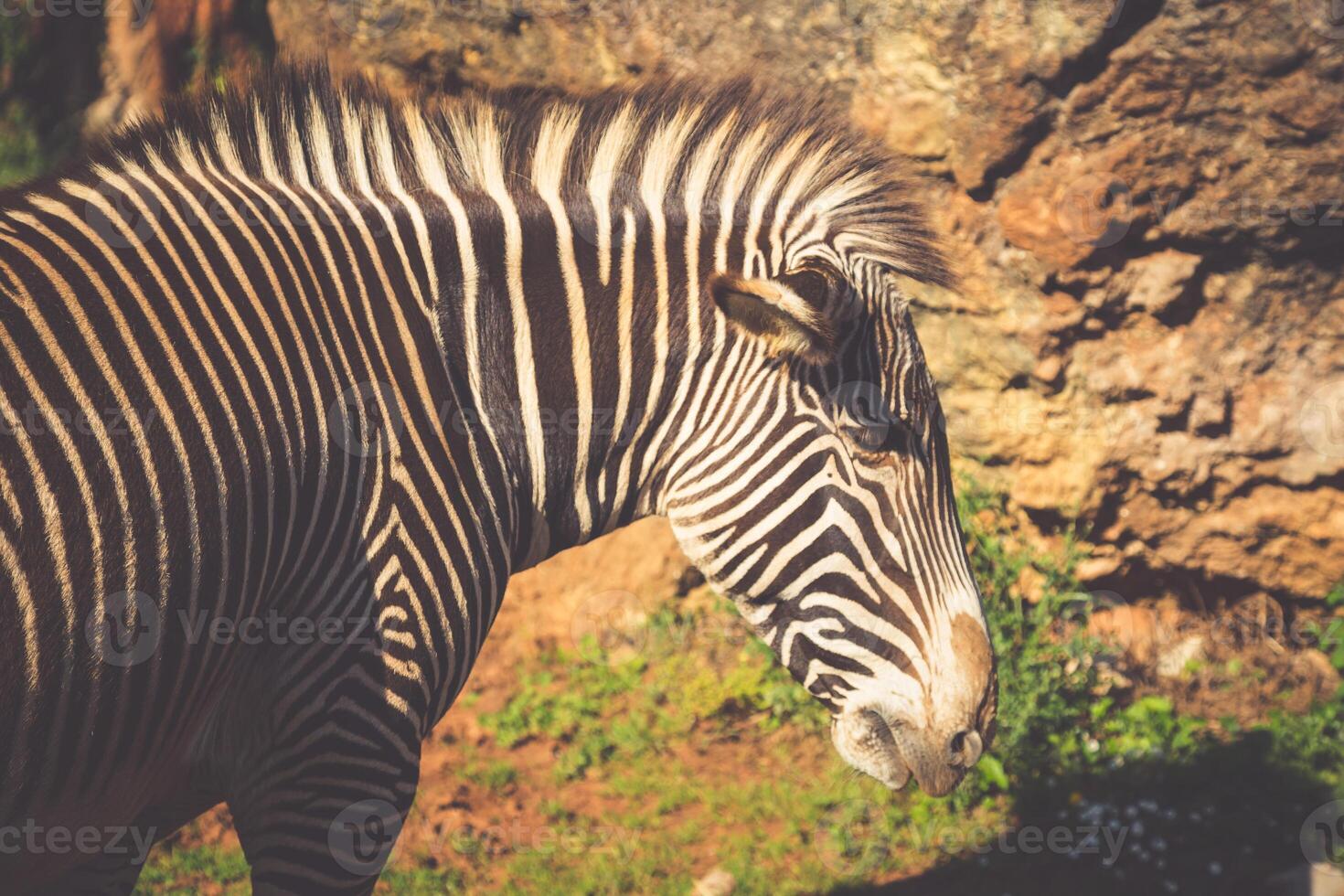 grevy's zebra, samburu nationaal park, Kenia foto