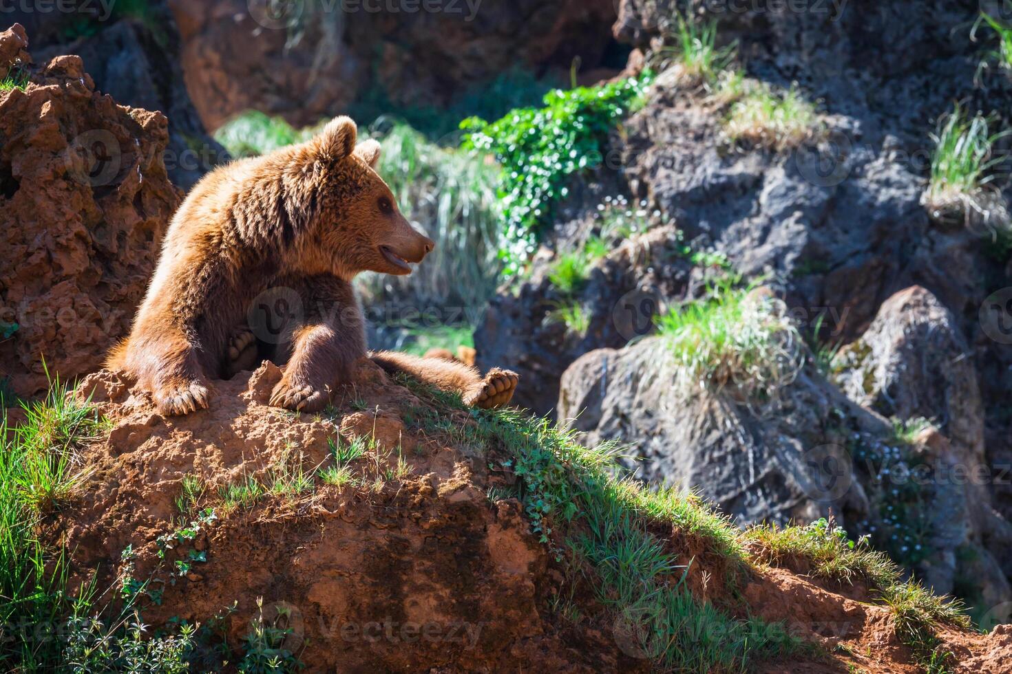 noorden Amerikaans grizzly beer Bij zonsopkomst in western Verenigde Staten van Amerika foto