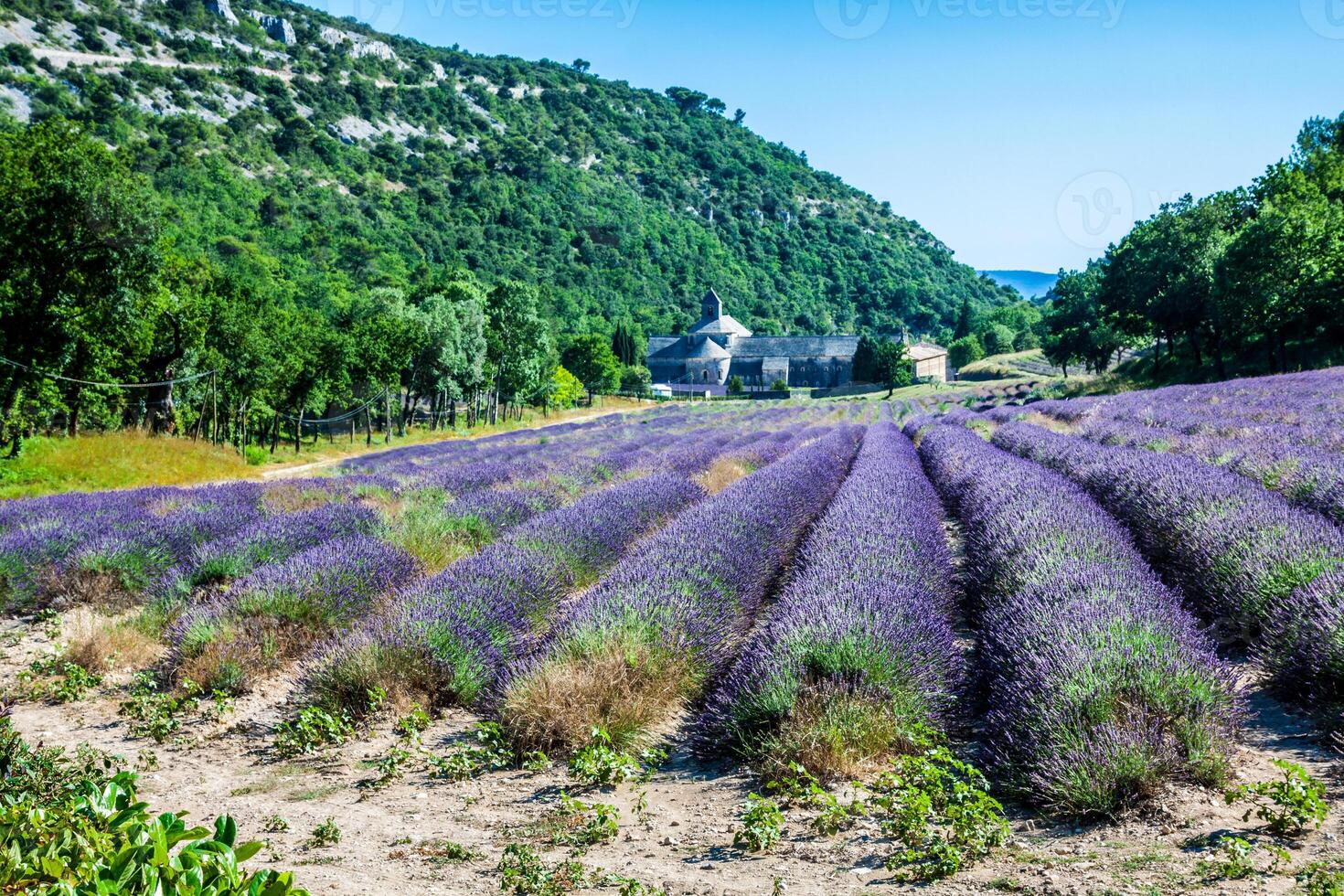 lavendel in voorkant van de abdij de senanque in provence foto